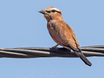 Rufous Crowned Roller