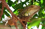 FLR008: Green Iguana