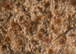 Isozoanthus sulcatus