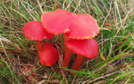 Scarlet Waxcaps