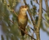 Grasshopper Warbler