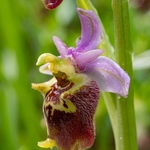 Apennine Late Spider orchid (Ophrys dinarica also Ophrys fuciflora ssp dinarica).