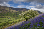 Spring blues, Cadair Idris