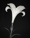 Black and White Photograph of a Lily Flower
