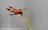 FLI001: Halloween Pennant