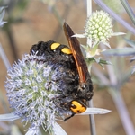  Mammoth wasp (Megascolia maculata) the largest wasp in Europe.