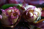 Flowers Set 12 - 17