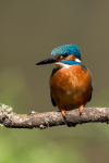 Kingfisher