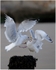 Territorial Squabble