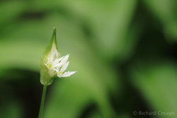 Emerging