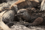 Marine Iguana, San Cristobal, Galapagos