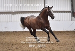 BPP_2835
