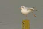 Black Headed Gull