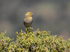 Cinereous Bunting