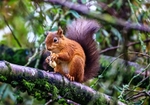 Red Squirrel with monkey nut