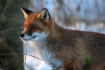 Red Fox in snow_ AGTO157