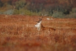 Red Deer