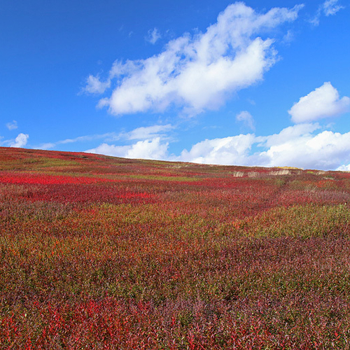 Wild Blueberry field after the harvest