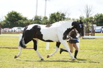 Coloured Horse In Hand Championship portfolio