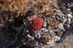 Moss 9865
