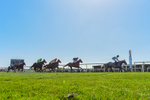 220426-Race 2-Naanas Shadow-0616