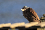 Black-crowned Night-Heron (juvenile), Carcass Island, Falklands