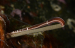 Tubulanus annulatus (a) feeding on fan worm
