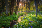 z3399 A forest in Spring, Wootton