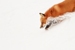 Red Fox running down slope, Churchill, Canada
