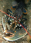 Homarus gammarus