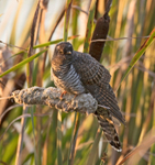 Cuckoo (juv) - Cuculus canorus