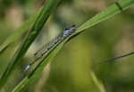 Common Blue Damselfy