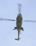 Lynx