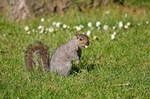 Grey Squirrel