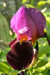 Iris 1040