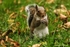 Squirrel 6