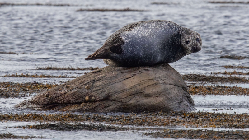 Common Seal - Kildonan - Isle of Arran - Scotland