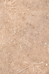 SBM_02655