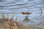 Red-necked Phalarope