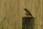Sedg Warbler - RSPB Frampton Marshes