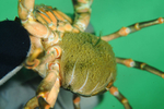 Shore crab carrying eggs
