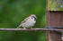 Tree Sparrow