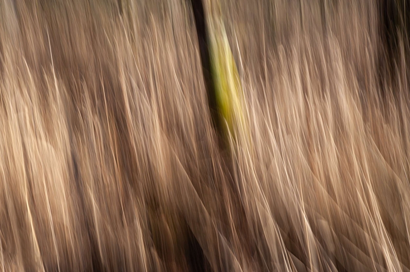 Intentional Camera Movement