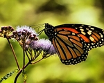 butterfly from the side