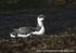 SBA004: Young Guillemot