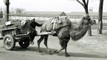 Camel traffic