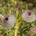 Woolly thistle (Cirsium eriophorum) Cirsium eriophorum