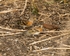 20110319-IMG_2427