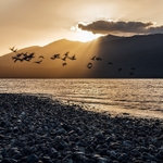 Taking Flight