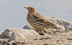 Red Throated Pipit.